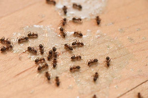 Best Local Pest Control Services  in Lemmon, SD